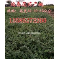 金焰繡線菊.連翹.迎春.棣棠.紅瑞木，金邊黃楊