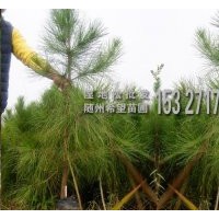 100-130cm濕地松營養(yǎng)杯苗供應(yīng)-種植基地直發(fā)