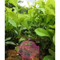 供應火力楠苗-火力楠袋苗