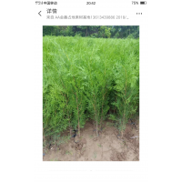 大量供應(yīng)樟子松大小苗800萬(wàn)株，各種大小葡萄苗500萬(wàn)株，各種規(guī)格