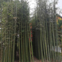 青竹