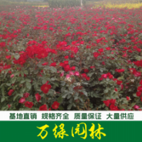 大花月季 紅帽月季