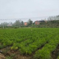 濕地松供應(yīng)