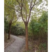 南通自家農(nóng)莊搬遷處理香樟，石楠，女貞，瓜子黃楊，四季桂，水杉