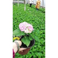 無盡夏杯苗批發(fā)基地 繡球花小苗價格