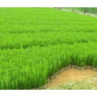 建德濕地松_富陽(yáng)濕地松苗供應(yīng)-隨州希望苗圃