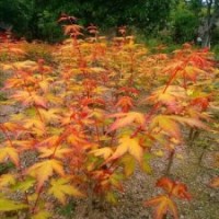 金桂黃楓 江西紅楓小苗基地 江西金桂黃楓小苗價格 優(yōu)質紅楓
