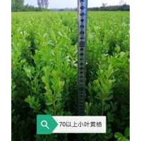 70小葉黃楊