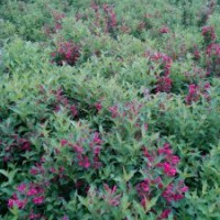 紅王子錦帶3-6條北京大苗圃基地購樹木市排價(jià)
