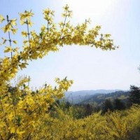 連翹3-6條北京大苗圃基地購樹木市排價(jià)