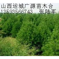 1.5米占地白皮松低價出售
