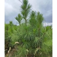 20-200公分濕地松苗供應__湖北美洋洋綠化工程