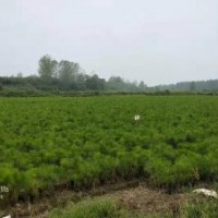 包成活 供應(yīng)1-2米高濕地松移栽苗 價(jià)格實(shí)惠