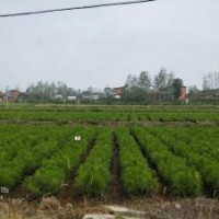 1年生20公分濕地松苗供應(yīng) 質(zhì)優(yōu)價(jià)廉_隨州希望苗圃