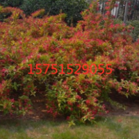紅王子錦帶苗小苗哪里有貨源 紅王子錦帶產(chǎn)地在哪里？