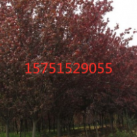 【紅葉李小苗】最新紅葉李小苗_價格_圖片_產(chǎn)地報價表