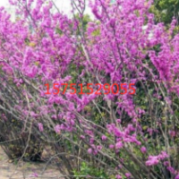 江蘇紫荊小苗,紫荊小苗價格