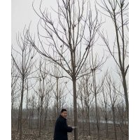 楸樹，梓樹