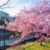 臺灣河津櫻*日本早櫻花樹苗 花量大 花期長 河津櫻花樹苗
