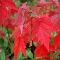 正宗美國(guó)紅楓紅點(diǎn)紅楓樹(shù)苗 美國(guó)紅楓小苗 紅楓苗 日本紅楓苗