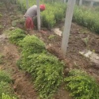 瓜子黃楊