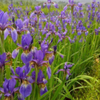 鳶尾3-6芽（盆）北京大苗圃基地購樹木市排價(jià)
