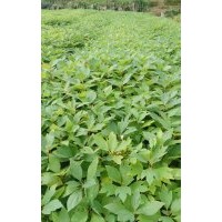 供應(yīng)杉木苗三代，馬尾松，楓香，木荷，油茶，濕地松，檫樹