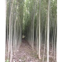 甘肅新疆楊批發(fā)|甘肅新疆楊價格