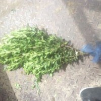 小葉黃楊