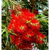 闊葉紅千層 超級(jí)紅千層/庭院 常綠開花灌木 紅千層小苗 綠化苗木