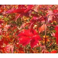 正宗美國(guó)紅楓夕陽(yáng)紅 紅楓樹(shù)苗 紅楓苗 紅楓小苗 苗木包成活