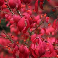 歐洲火焰衛(wèi)矛小苗 進口衛(wèi)矛樹品種 彩葉苗木樹苗 紅葉衛(wèi)矛樹苗