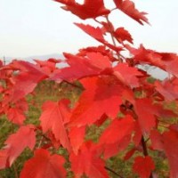 徐州美國紅楓基地優(yōu)良品種推薦:十月光輝紅楓