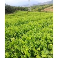 無患子小苗