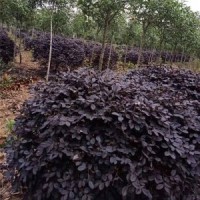 紅花繼木供應(yīng) 哪里有紅花繼木 2020紅花繼木價(jià)格