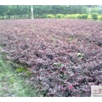 大量批發(fā)紅繼木苗圃苗