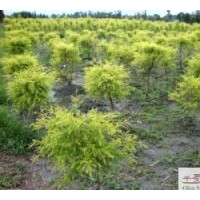 成都千層金工程苗木 千層金苗木 千層金工程地被苗木
