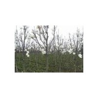 白玉蘭基地提供的白玉蘭最新價格