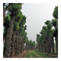 湖南香樟基地供骨架香樟