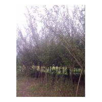 基地供垂絲海棠苗木