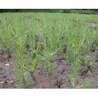 出售樟子松、油松、側(cè)柏 、 水臘、云杉、垂榆