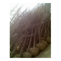 達(dá)豐銀杏苗木基地長(zhǎng)期供應(yīng)各種規(guī)格銀杏樹(shù)