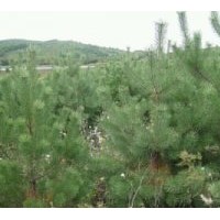 綠化苗木