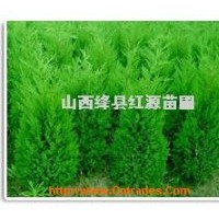 供應(yīng)60公分--3米側(cè)柏苗