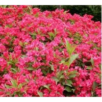定州苗木花卉基地熱銷紅王子錦帶