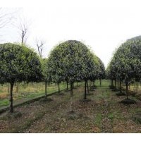 出售桂花、銀杏，紫薇，羅漢松，海棠，垂絲，皂角