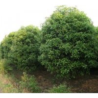供應(yīng)紅楓，雞爪戚，各海棠，杜英，雪松，柿子樹，櫻花量大，廣玉