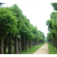 湖南益陽香樟&誠信供應(yīng)商