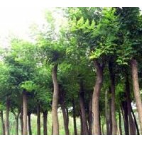 出售國(guó)槐 關(guān)于國(guó)槐的好處