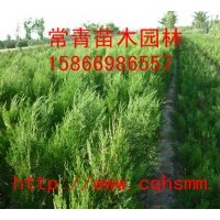 出售側柏小苗 山東側柏